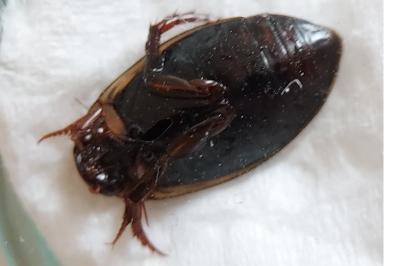 Rhantus suturalis