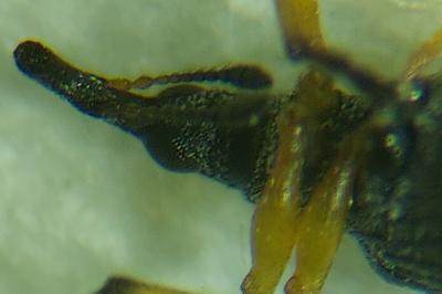 Protapion fulvipes