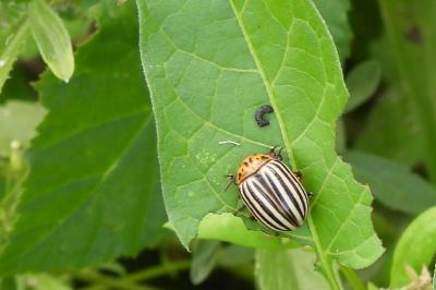 Leptinotarsa decemlineata