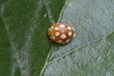 Vibidia duodecimguttata