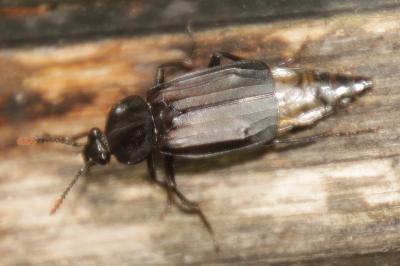 Necrodes littoralis