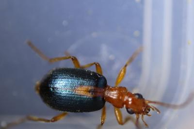 Brachinus sclopeta