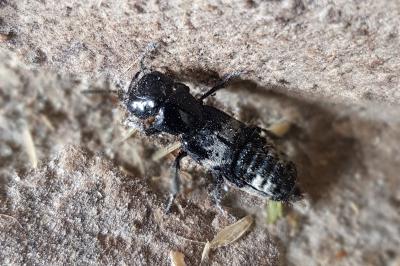 Creophilus maxillosus