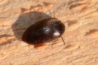 Eucinetidae