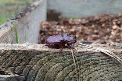 Oryctes nasicornis