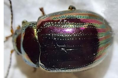 Chrysolina americana
