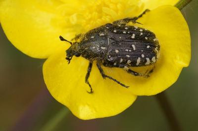 Oxythyrea funesta