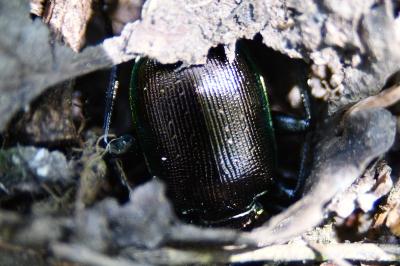 Calosoma inquisitor