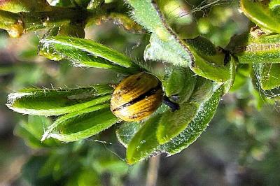 Gonioctena olivacea