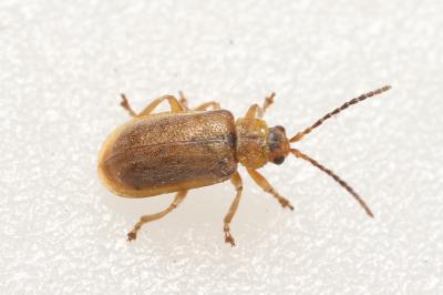 Galerucella pusilla