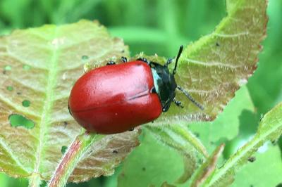 Chrysomela populi