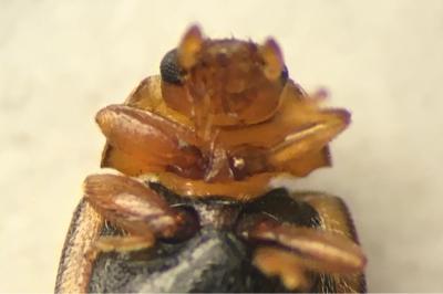 Rhyzobius litura