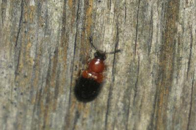 Necrobia ruficollis