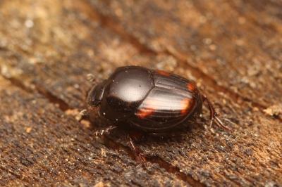 Caccobius schreberi