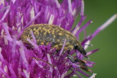 Larinus turbinatus