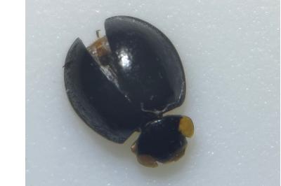 Parexochomus nigromaculatus