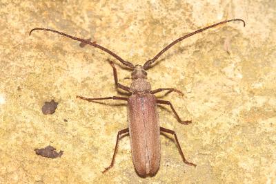 Aegosoma scabricorne