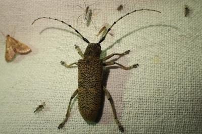 Saperda carcharias