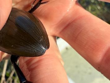 Hydrophilus piceus