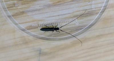 <i>Calamobius filum</i>