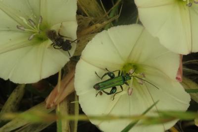 <i>Oedemera nobilis</i>