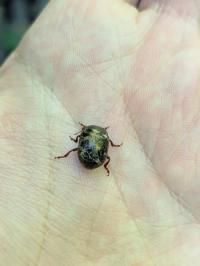 <i>Chrysolina bankii</i>