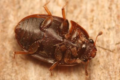 <i>Cryptarcha strigata</i>