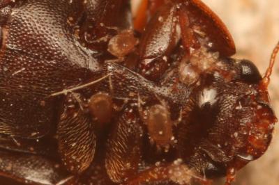 <i>Cryptarcha strigata</i>