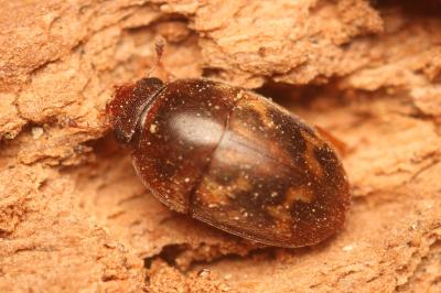 <i>Cryptarcha strigata</i>