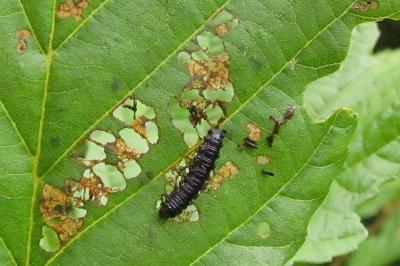 Agelastica alni