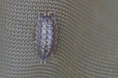 Porcellio monticola