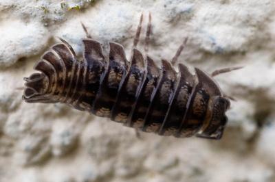Armadillidium nasatum