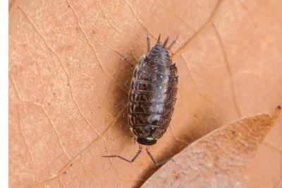 Philoscia muscorum
