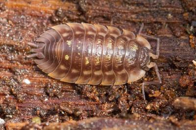 Oniscus asellus