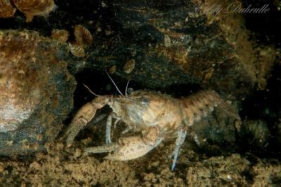 Faxonius limosus