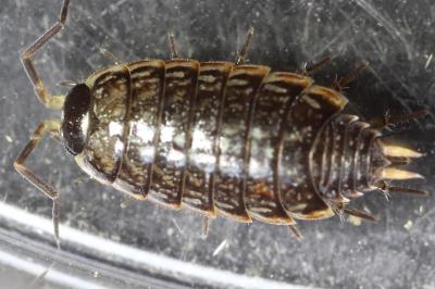 Philoscia muscorum