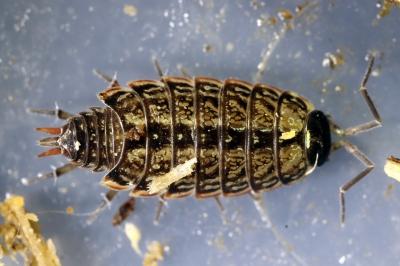 Philoscia muscorum