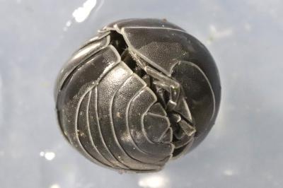Armadillidium vulgare