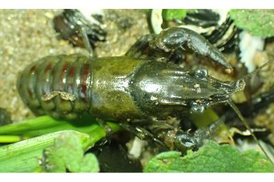 Faxonius limosus