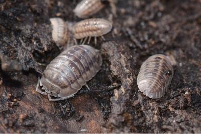 <i>Armadillidium nasatum</i>