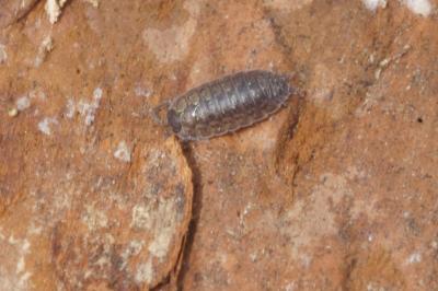 <i>Porcellio monticola</i>