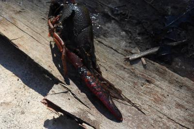 Écrevisse de Louisiane 