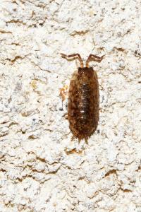 <i>Porcellio scaber</i>