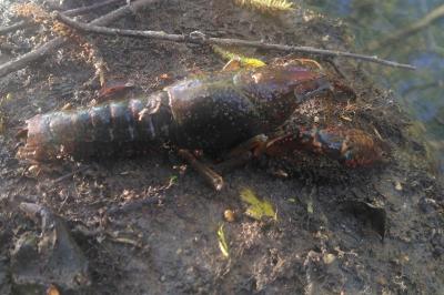 Écrevisse de Louisiane 
