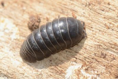 Armadille commune
