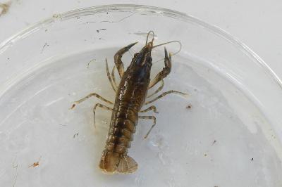 Écrevisse américaine 