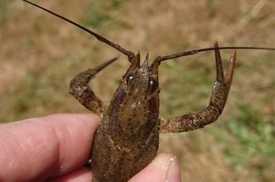 Pontastacus leptodactylus