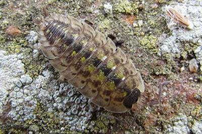 Porcellio spinicornis