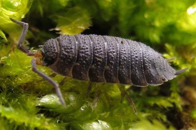 Isopodes