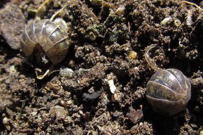 Armadillidium vulgare